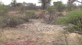 Wild Dog pack playing in a dry creek bed after their successful hunt
