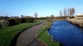 Alan The Heron pretending to be a Pidgeon