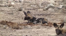 A Wild Dog relaxing on dry Elephant dung
