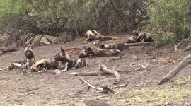 African Wild Dogs resting after a successful hunt