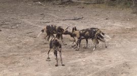 Wild Dog pups playing tug of war with strips of bark
