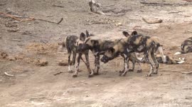 Wild Dog pups playing with a strip of bark while others wrestle