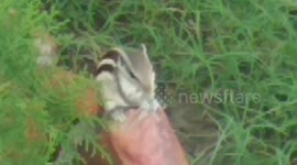 Squirrel in the garden