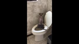 Kitty potting on the toilette