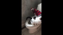 Potting cats, trained on the toilette