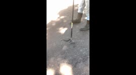 Aggressive Venomous Cottonmouth Snake Chasing Me? Kind of!