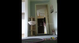 Cat tricks. Pip learning to jump through a hoop