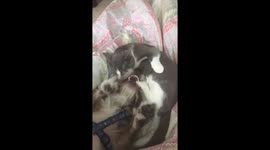 Dog & Cat Playing