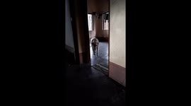 Labrador slow motion