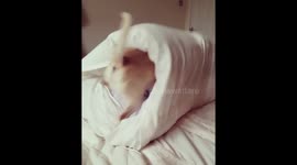 Buy smol doggo several pet beds, smol doggo prefers ultimate comfort in pillow case