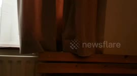 Curtain gives birth to a cat