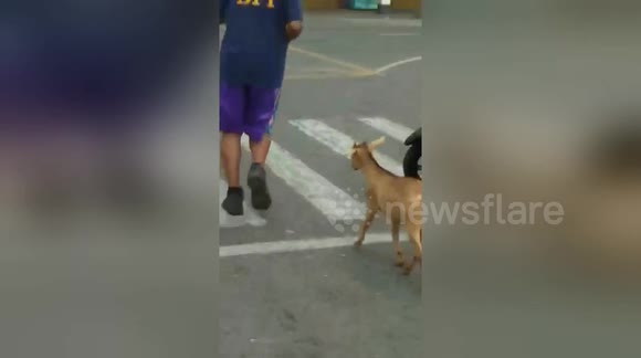 Fireman goes jogging with a goat - Buy, Sell or Upload Video Content ...