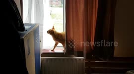 Near blind cat re-enacts The Great Escape