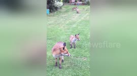 Family of foxes visits Leicester woman in back garden