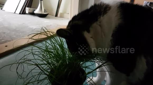 cat eats cat grass