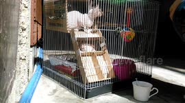 how to remove ringworm for ur kittens