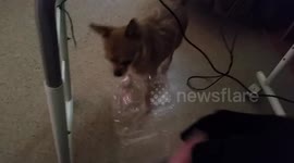 Little Arabella playing