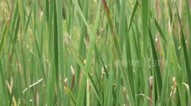 Marsh grass of South Carolina