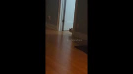 When you cant get your cat from under the bed