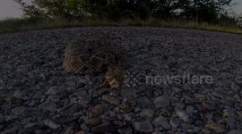 This is what happens when you play with rattlesnakes.