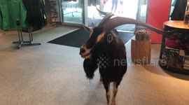Wild goat walks into sports store to cool off