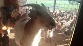 Goat Threatens Invasion