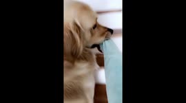 This dog hates it when his owner goes to work