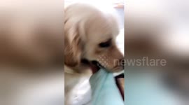 This dog won't let his owner go to work