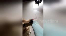 Bruce the dog hates it when his owner goes to work