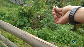Wild monkey comes to grab peanuts in Indonesia