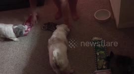 Two Cute Pups On Christmas Morning