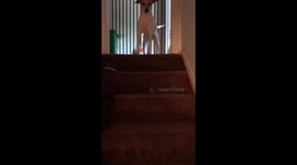 Marley is talking to me in her language bc She dislikes my cane.