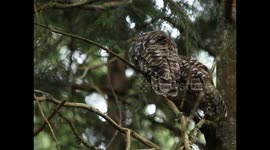 TWO BARD OWLS IN TREE
