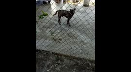 Dog barking fiercely to a man