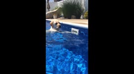 Dog searching pool skimmer for toys