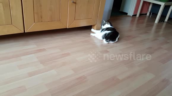 cat playing hairstyke