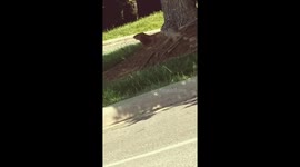 What is that? Is that a wombat hiding behind a tree?