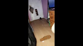 Cat scared of mirror 