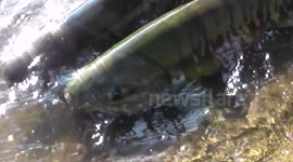 Salmon run in Shiraoi2,Hokkaido,Japan