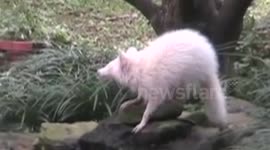 Albino raccoon spotted in Tennessee backyard