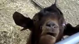Clyde the goat makes some bizarre noises