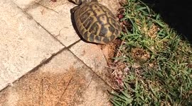 mating tortoises