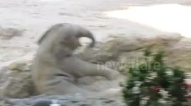 Stumbling of Baby Elefant Omysha - Zoo Zurich