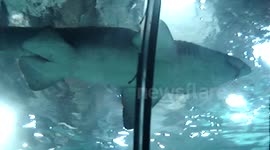 Shark View From An Underwater Path