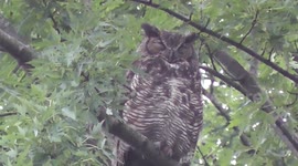 Newsflare Petting A Wild Great Horned Owlet