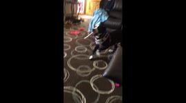 Dog hates sandal when trying to hit his butt with it