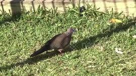 A beautiful Spotted Dove feeding on bread