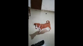 Funny Pup Reaction