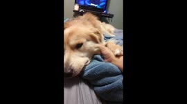 Sweet pup needs attention