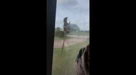 bulldog attacks lizard through glass door